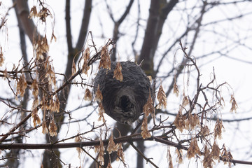 bee hive 