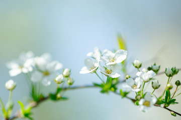 Obraz premium Cerasus besseyi L.H.Bailey Lunell white small flowers on branches. Dwarf cherry blossoms in spring. The background for spring screensaver. Spring time concept.