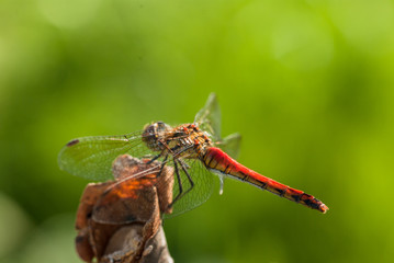 木の枝の止まった赤とんぼ　アキアカネ
