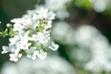 Cerasus besseyi L.H.Bailey Lunell white small flowers on branches. Dwarf cherry blossoms in spring. The background for spring screensaver. Spring time concept. Soft focus.