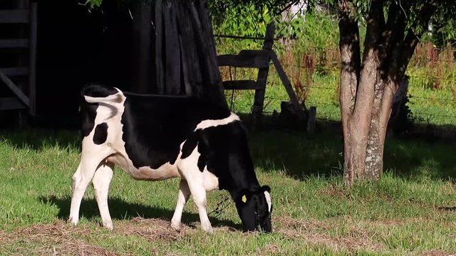 Vaca pastando no campo