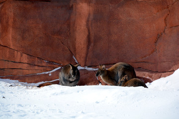 In winter wallaby is any animal belonging to the family Macropodidae that is smaller than a...