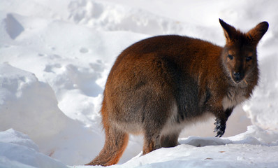 In winter wallaby is any animal belonging to the family Macropodidae that is smaller than a...