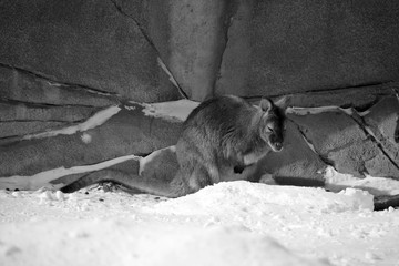 In winter wallaby is any animal belonging to the family Macropodidae that is smaller than a...