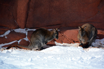 In winter wallaby is any animal belonging to the family Macropodidae that is smaller than a...