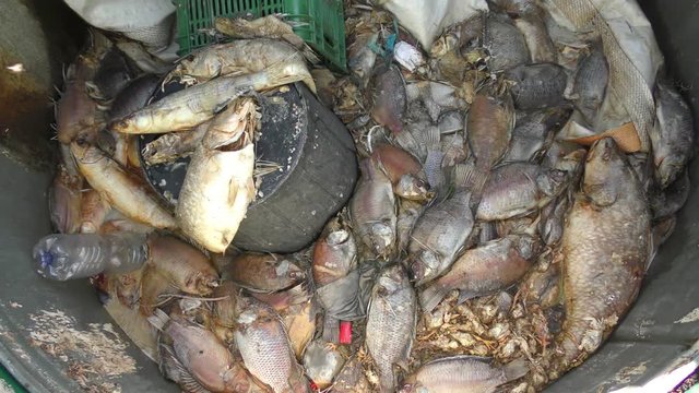 Discarded wastage of fish from fish farm. Sick and rot fish in garbage can become food for maggots and flies
