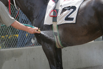 Race horse getting cooled down after race