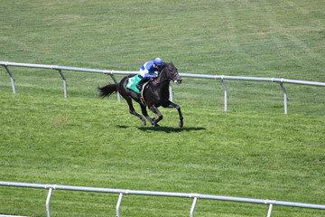 Horse Racing Action At The Track 