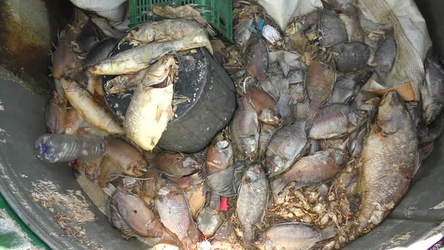 Discarded wastage of fish from fish farm. Sick and rot fish in garbage can become food for maggots and flies