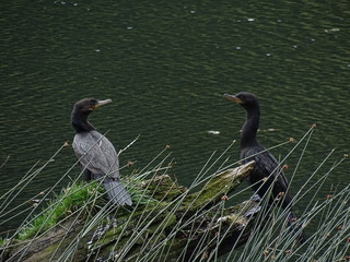 Phalacrocorax brasilianus (pato yeco)