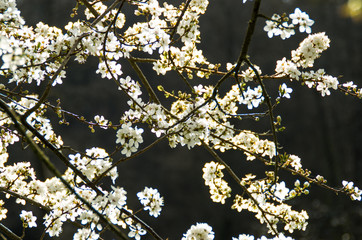 Flowers © Javi_Ruibal
