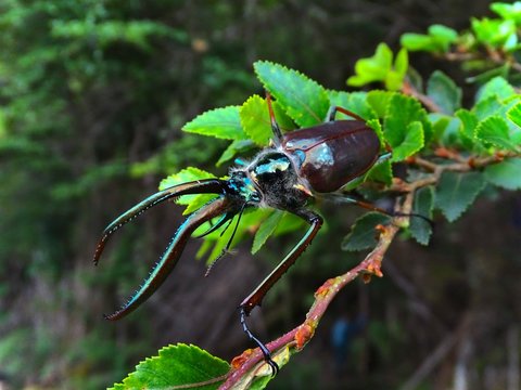 Chiasognathus grantii (Escarabajo de Darwin)
