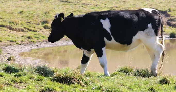 Regional Natural Park of Lessinia, flies disturb the grazing cow
