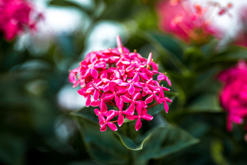 The blurred background of the twilight sun on the rooftop. The condo has a garden for evening views, relaxation during the day.