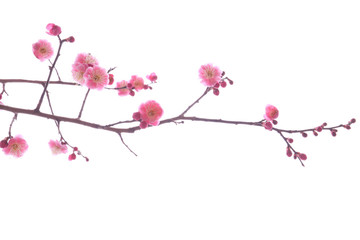 twig of blooming plum tree with pink flowers