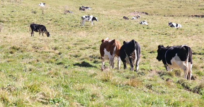 cows graze in the Alm at the Lessinia natural park