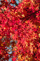 Color Changing Red Maple Leaves