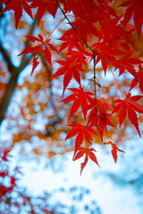 Color Changing Red Maple Leaves