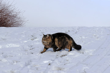Eine hübsche braun-schwarze Norwegische Waldkatze läuft durch den Schnee