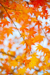 Color Changing Red Maple Leaves