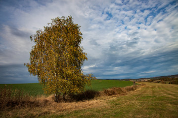 birch tree - beautiful landscape in autumn
