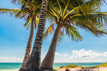 Palm tree near the shore of a Caribbean beach in Rivera Maya, Mexico