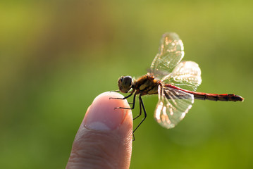 撮影者の指に止まった赤とんぼアキアカネ