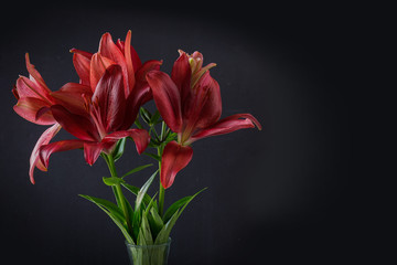 Beautiful Red Asiatic Lilies Against a Dark Background with Copy Space, Horizontal