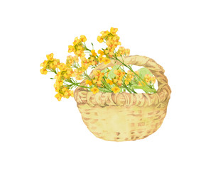 Fototapeta na wymiar 菜の花の花籠