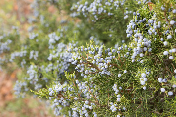 Juniper Berries, Autumn. Bare Cove Park, Weymouth and Hingham, MA