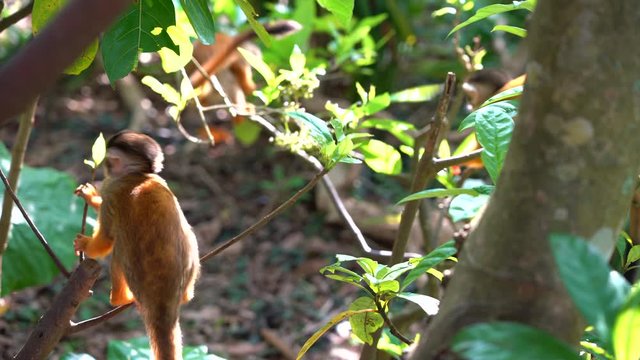 Beautiful fluffy squirrel monkey in the jungle climbs banana palms and green tropical plants in the jungle. Cute squirrel monkey in the wild. monkey park on the japanese island Ishigaki