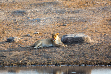 Lion de Namibie, Afrique