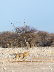 Lyon sauvage isolé dans le parc d'Etosha, Namibiei