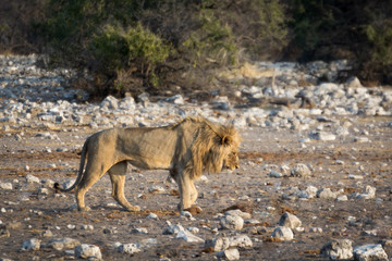 Lion de Namibie, Afrique