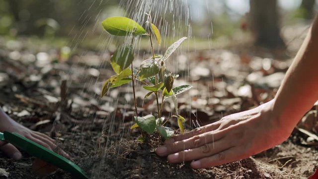 Happy of Asian daughter helping her mother to plant the  tree and  water the plant in the forest save world concept. Close-up of young women hand