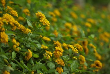 Sunflower Shrub