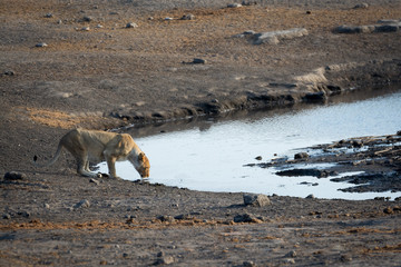 Lion en Namibie, Afrique