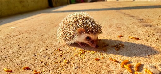 hedgehog in the hand