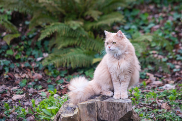 Naklejka na ściany i meble Big ginger cat. Pet enjoys nature. Domestic ginger cat playing outdoors. Concept of happy animals life.