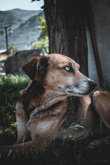 portrait of a dog in a park