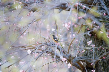 古都奈良の風景　梅　 Country scenery plum tree Nara Japan