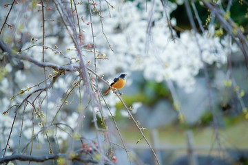 古都奈良の風景　梅　 Country scenery plum tree Nara Japan