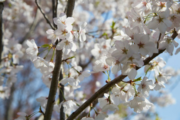 Cherry blossoms sprouting in springtime white and turning pink soon