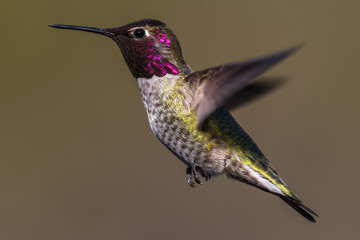 Fototapeta na wymiar Hummingbird flying, flapping its wings in flight
