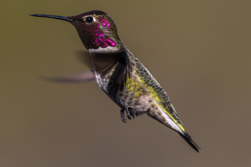 Hummingbird flying, flapping its wings in flight