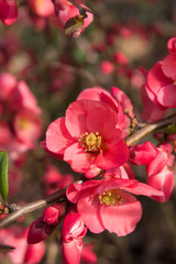Red Camelia blossoms in spring