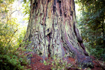 bark of a redwood tree