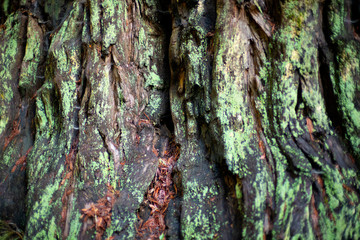bark of a redwood tree