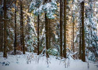 Forest in the winter