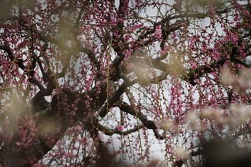 古都奈良の風景　梅　 Country scenery plum tree Nara Japan